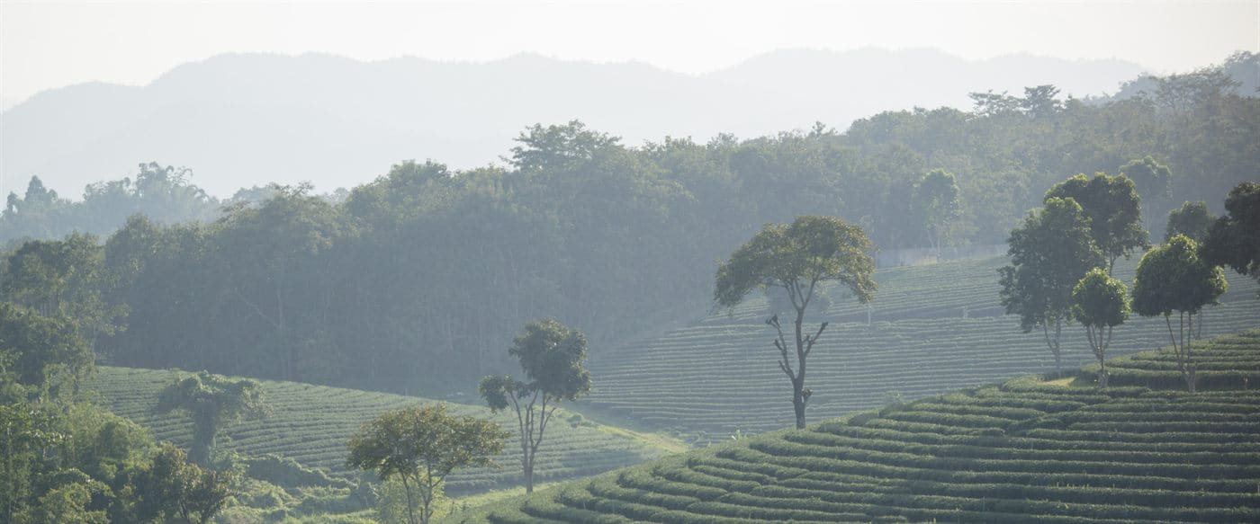 福鼎管阳镇高山茶园·山沁时
